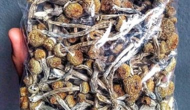 Shrooms